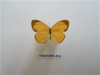 藏品(北黃蝶)的圖片